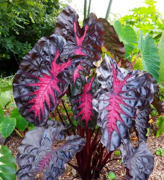 Colocasia Redemption