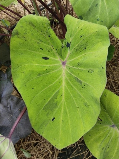 Colocasia Otijom (Inverse Mojito)