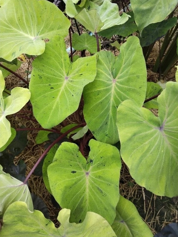 Colocasia Otijom (Inverse Mojito)