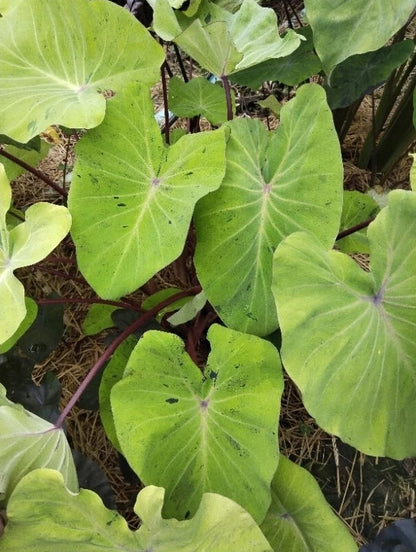 Colocasia Otijom (Inverse Mojito)