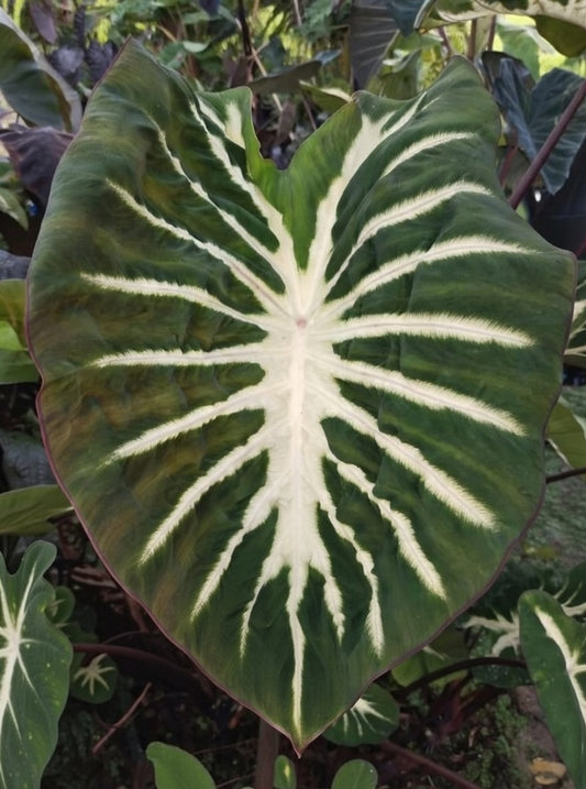 Colocasia Watermelon Princess