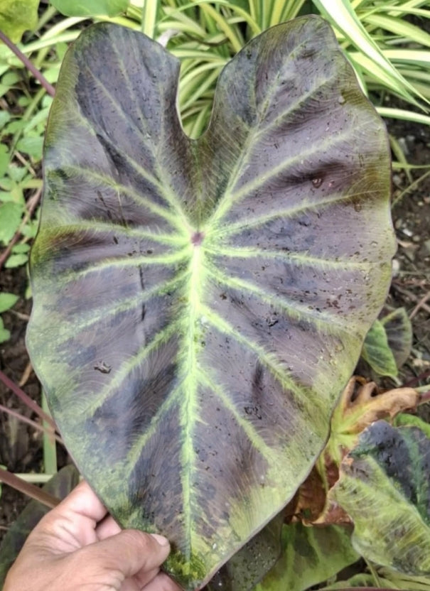 Colocasia Mignight Princess