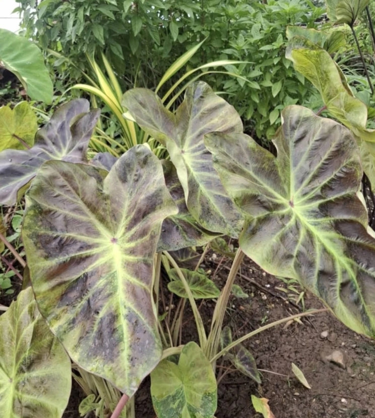Colocasia Mignight Princess