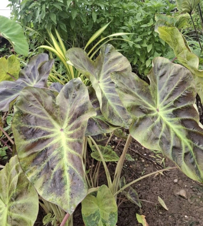 Colocasia Mignight Princess