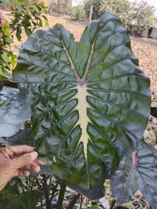 Colocasia Pink Horizon