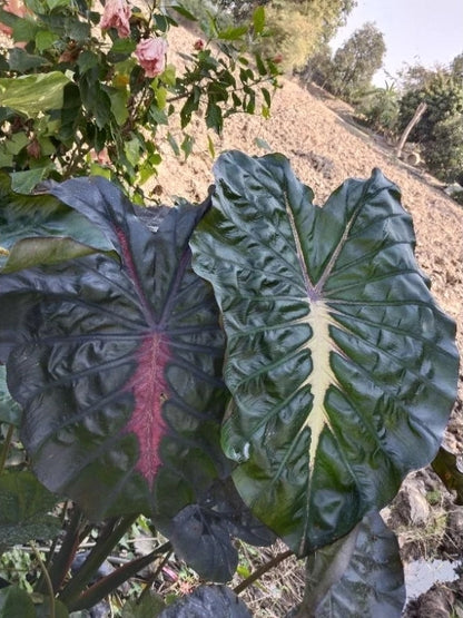 Colocasia Pink Horizon