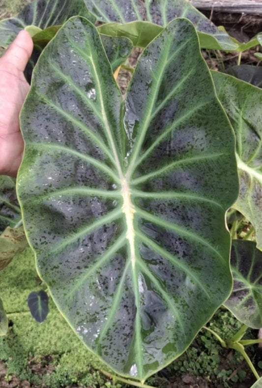 Colocasia Shiva