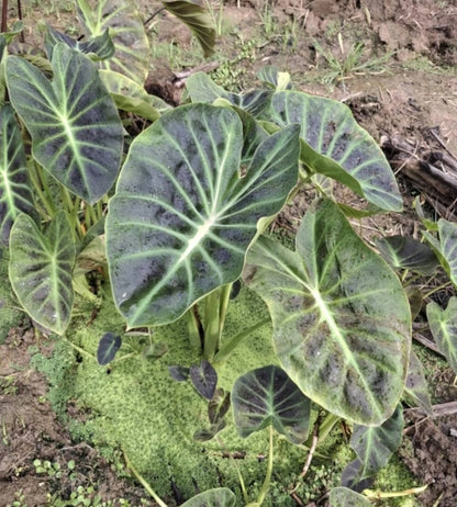 Colocasia Shiva