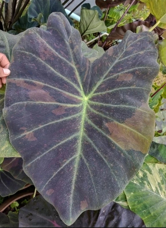 Colocasia Midnight Bride