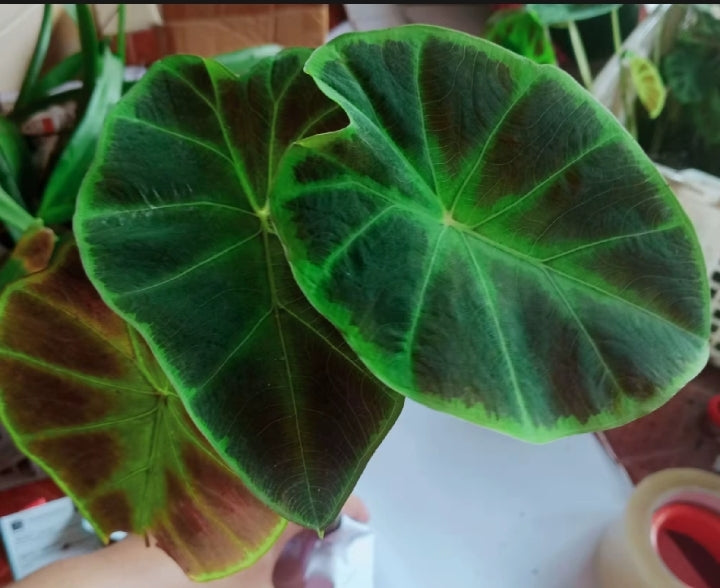 Colocasia Heterochroma Dark Shadows