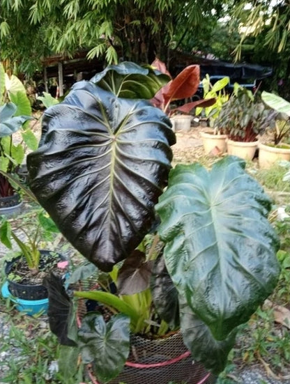 Colocasia Horus