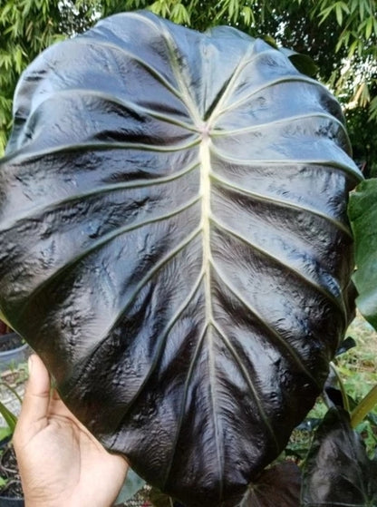 Colocasia Horus