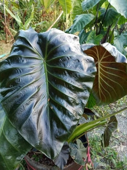 Colocasia Horus