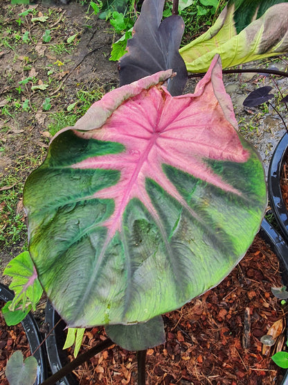Colocasia Tiara