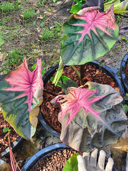 Colocasia Tiara