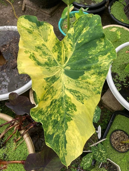 Colocasia Yellow Splash