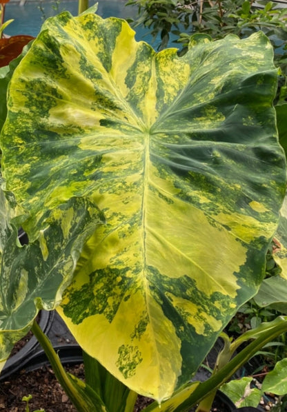 Colocasia Yellow Splash