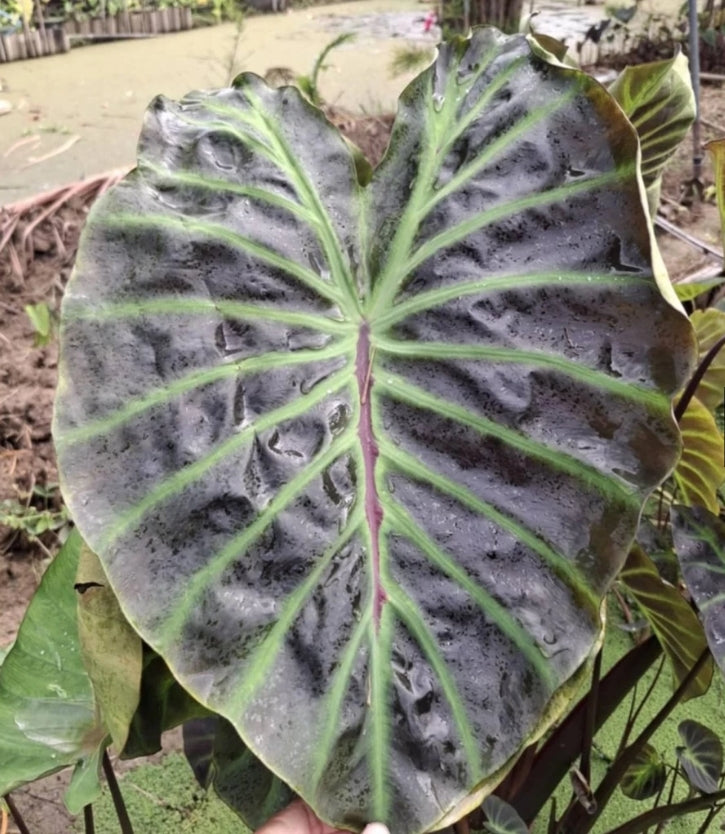 Colocasia Vishnu Heaven