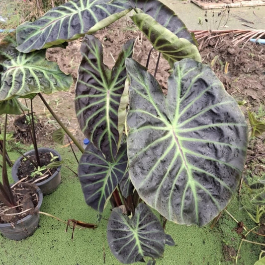 Colocasia Vishnu Heaven