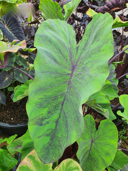Colocasia Papua Serui