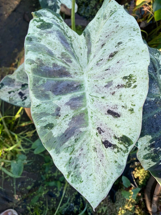Colocasia White Naga