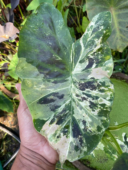 Colocasia White Naga