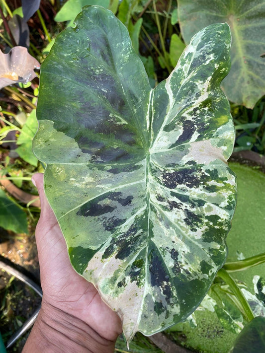 Colocasia White Naga