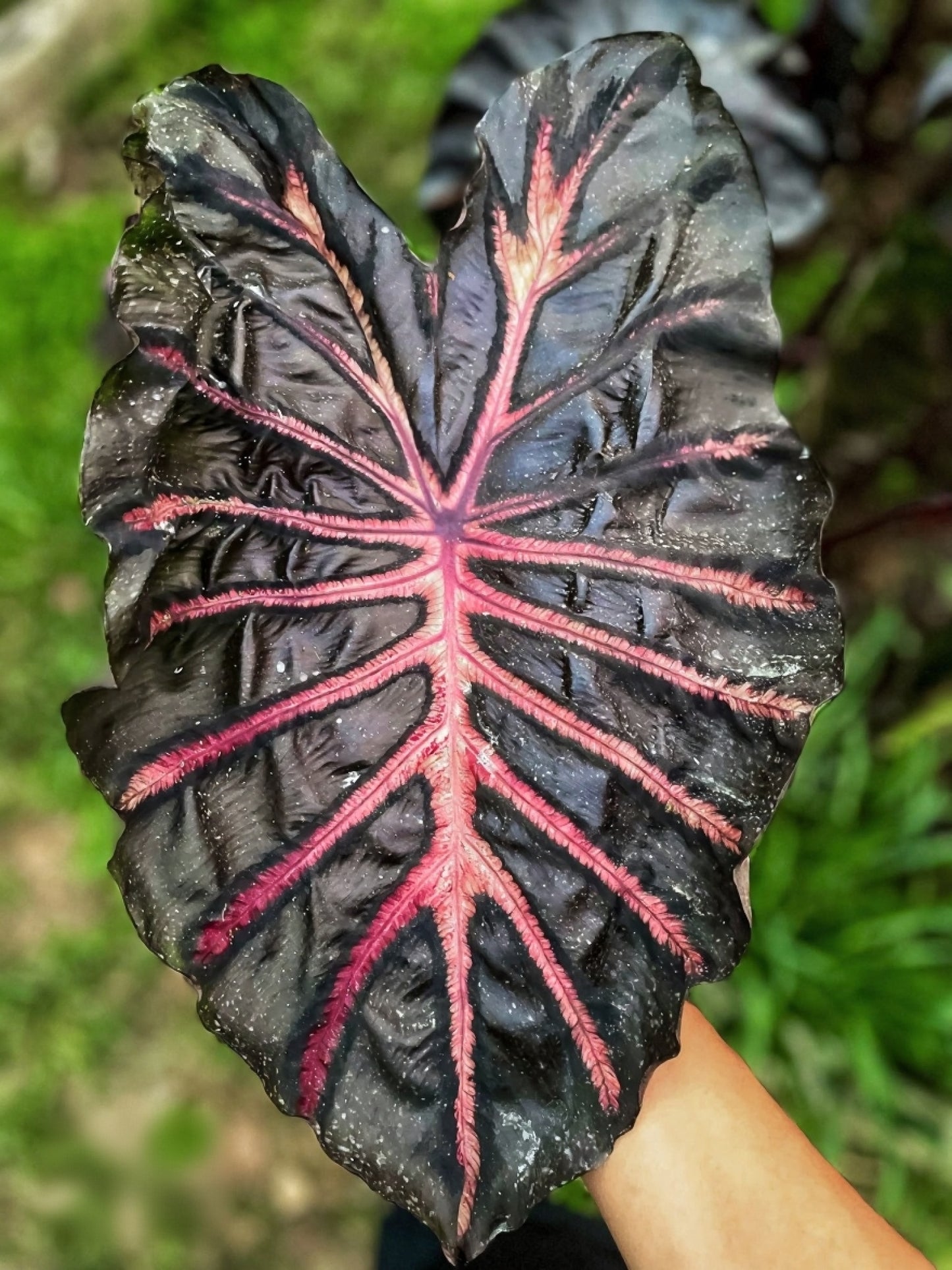 Colocasia Neon
