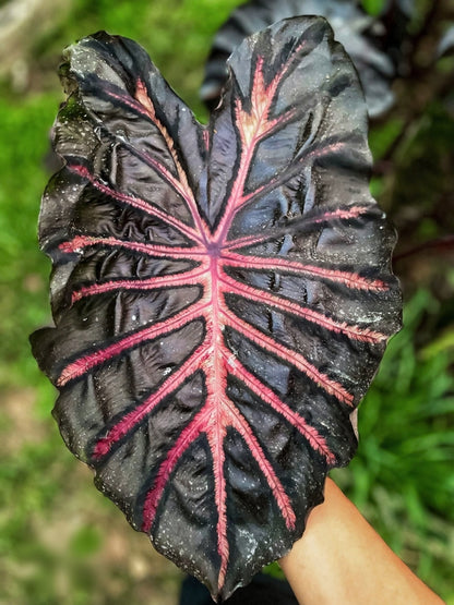 Colocasia Neon
