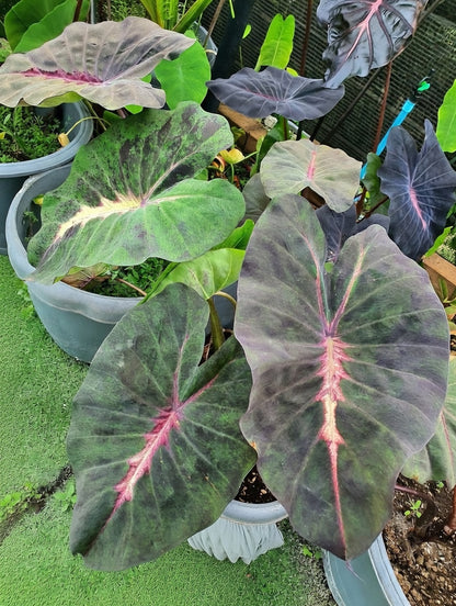 Colocasia Equator