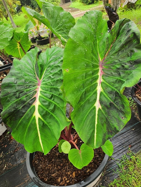 Colocasia Megamaser