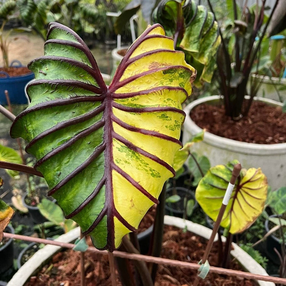 Colocasia Pharaoh's Mask Yellow Variegated