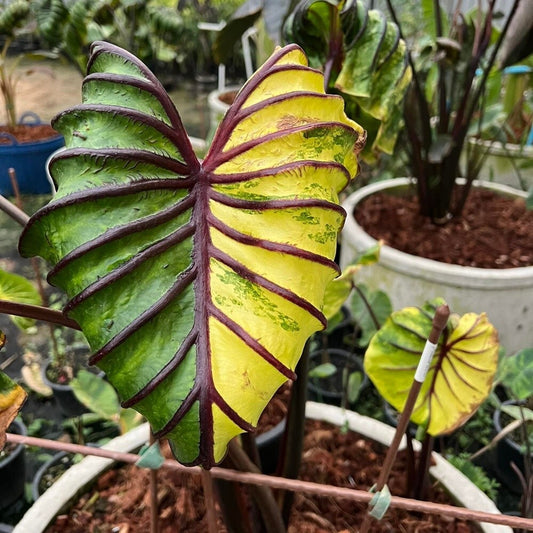 Colocasia Pharaoh's Mask Yellow Variegated