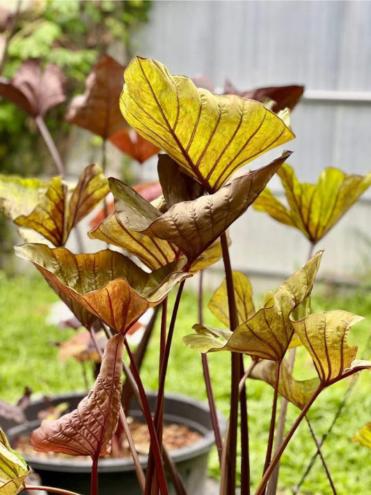 Colocasia Golden Cup