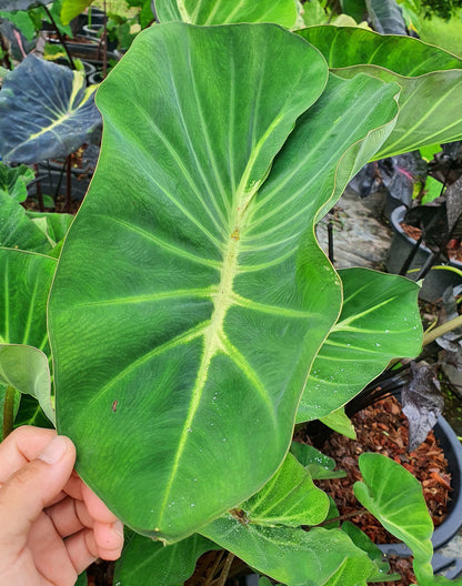 Colocasia Ship of Flame