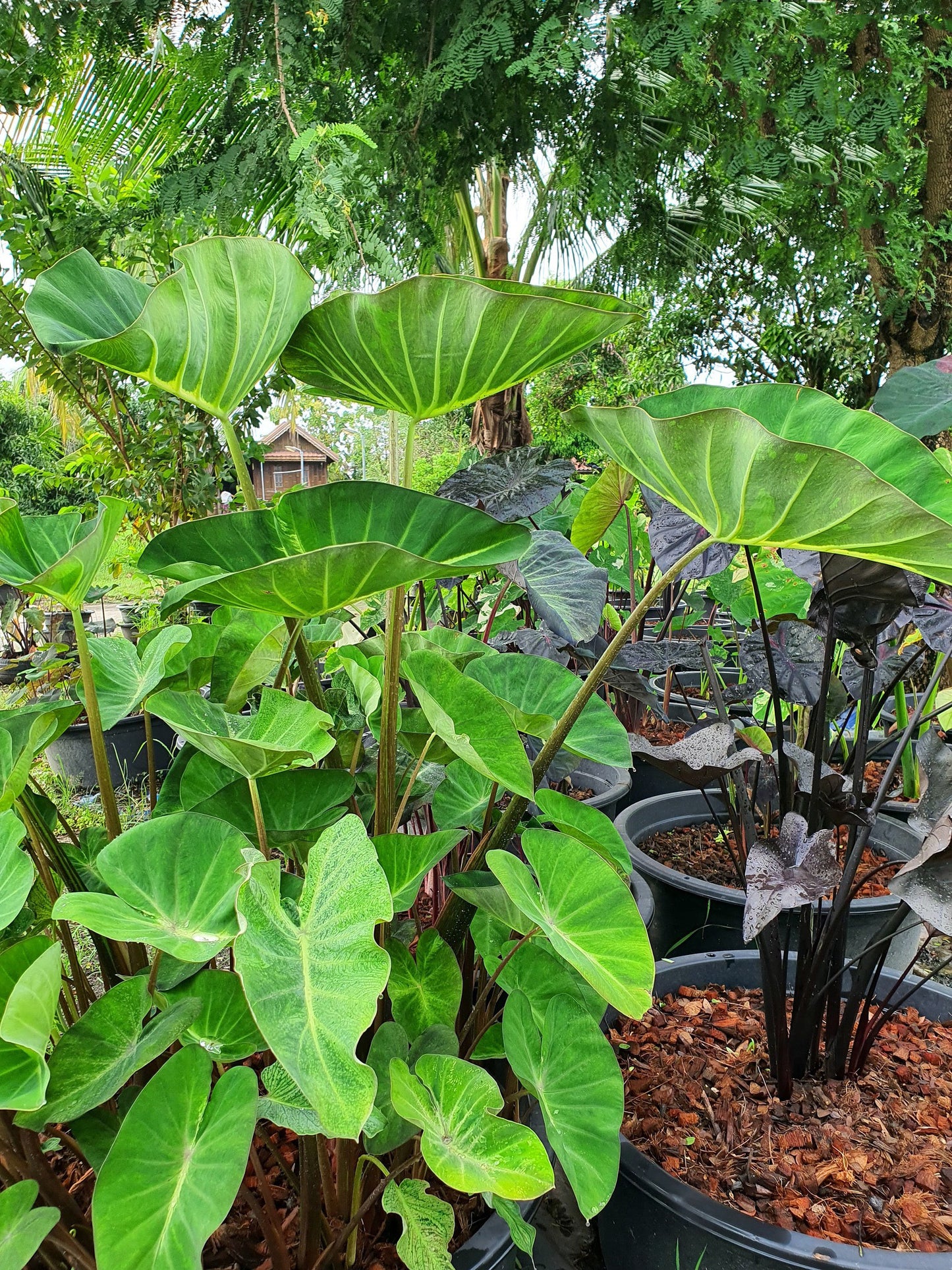 Colocasia Ship of Flame
