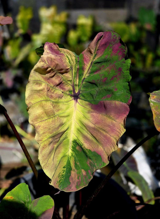 Colocasia Shadow Storm
