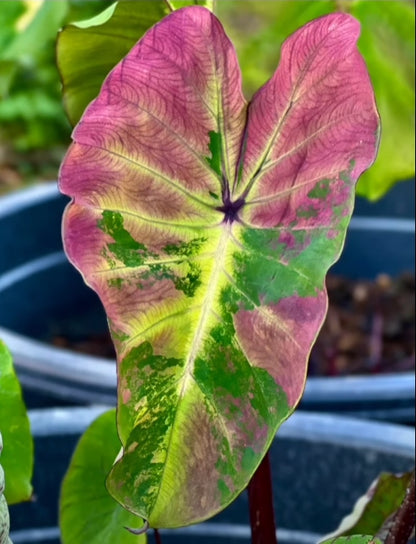 Colocasia Shadow Storm