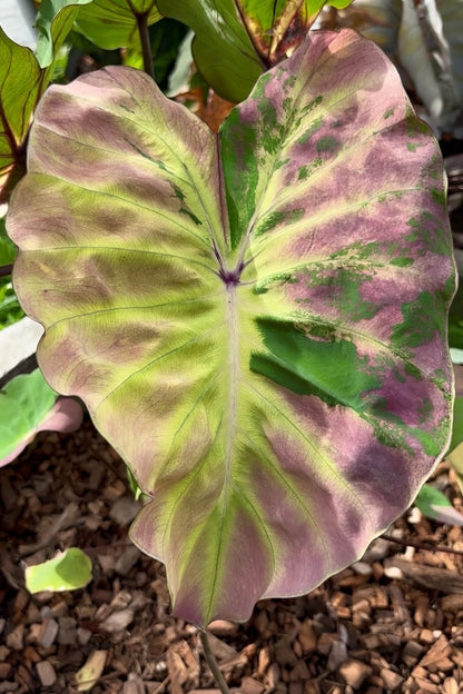 Colocasia Shadow Storm