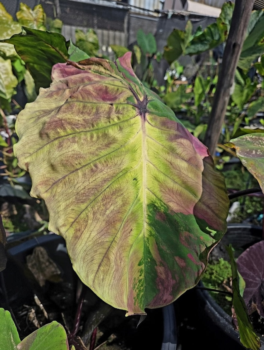 Colocasia Shadow Storm