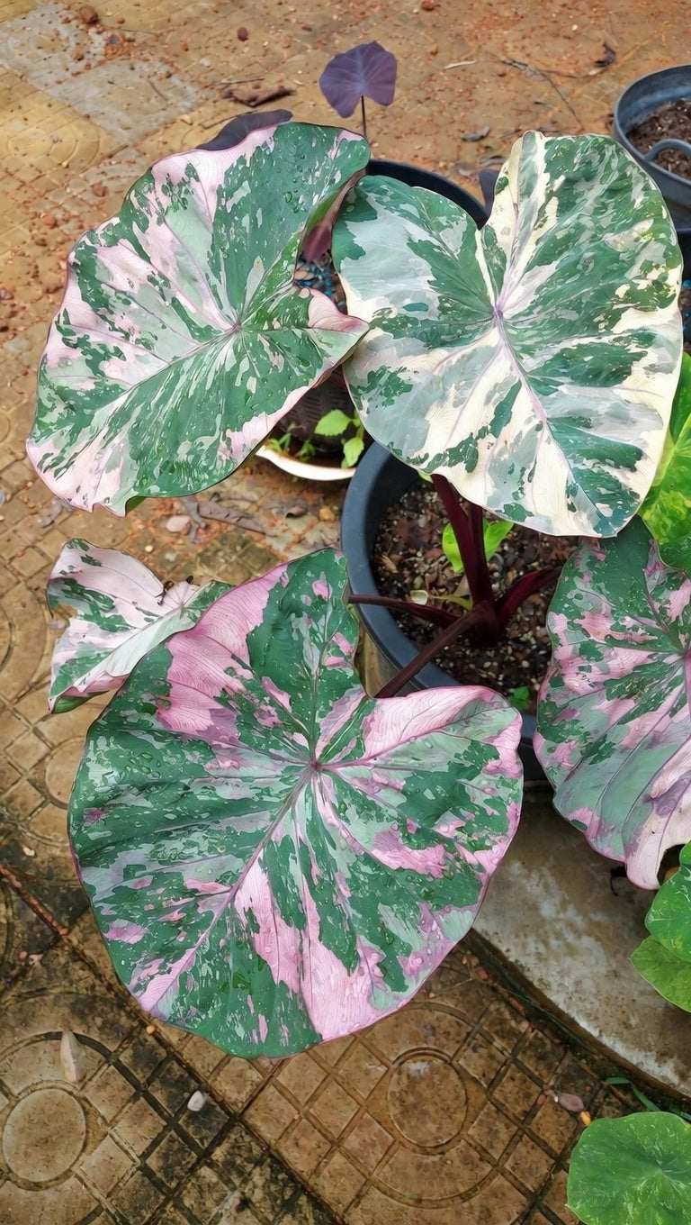 Colocasia Pink Wagyu