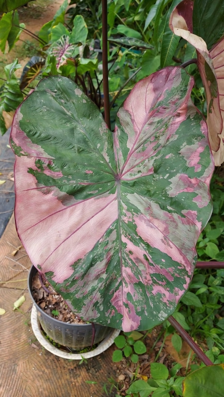Colocasia Pink Wagyu