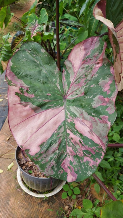 Colocasia Pink Wagyu