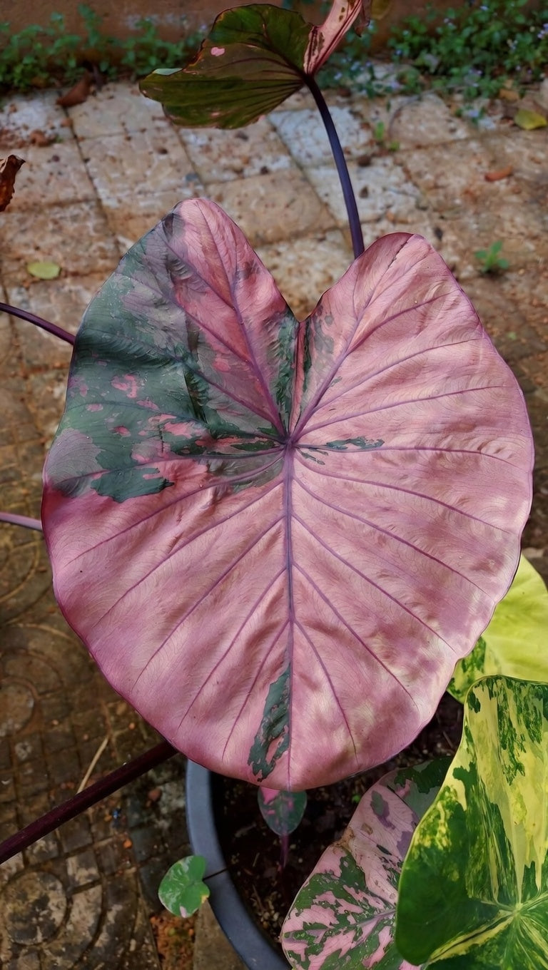 Colocasia Pink Wagyu
