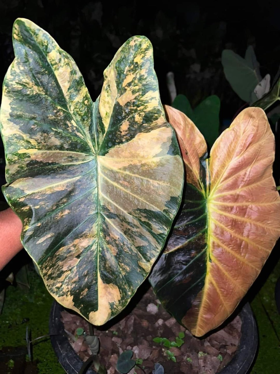 Colocasia Asadung