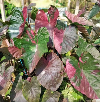 Colocasia Pink Celebrity