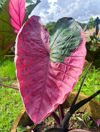 Colocasia Pink Celebrity