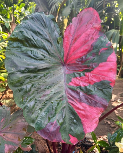 Colocasia Pink Celebrity