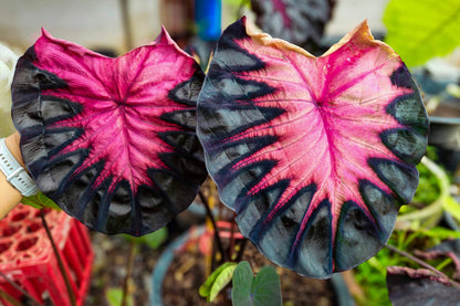 Colocasia Venus