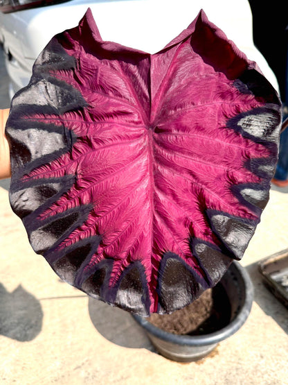 Colocasia Venus